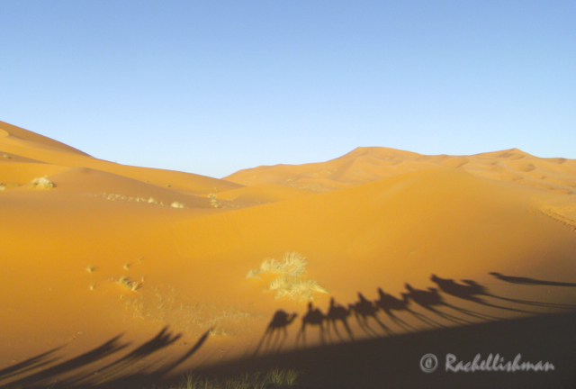 Morning camel shadows on the Sahara Desert