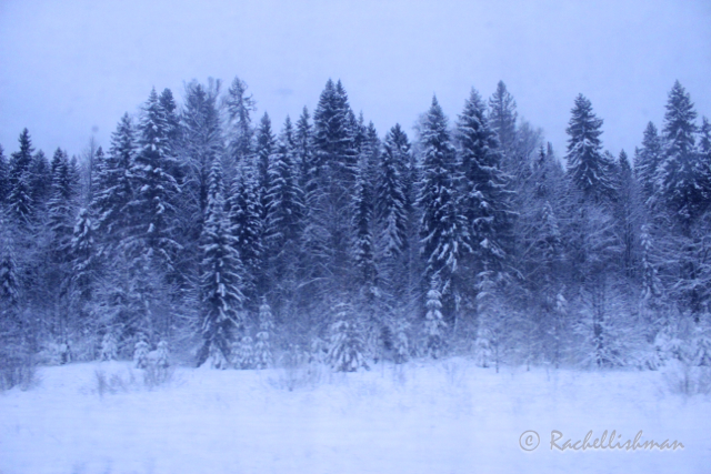 One of the many snowscapes from the window of a Trans-Siberian cabin