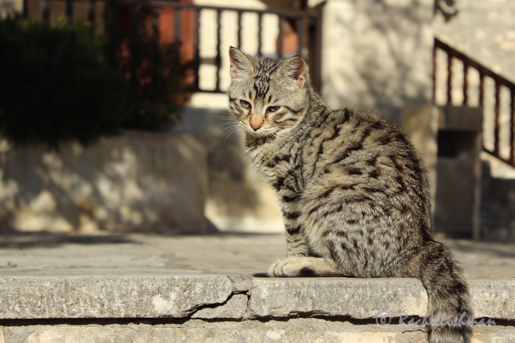 A small tabby cat catches the sun on the steps of St Mary's Church