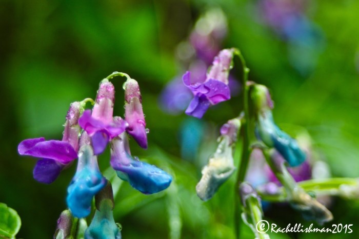 Wildflowers at Vintgar Gorge. The myriad colours of the spring flowers in Slovenia are a lasting memory.