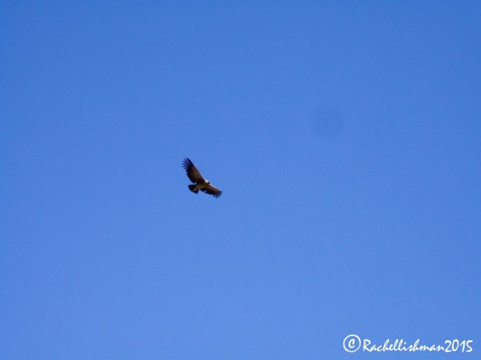 Finally we spotted the condor. At first just a spec it gradually came low enough for us to see its huge wingspan.
