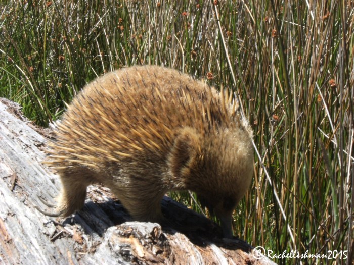 Some of Australia's most reclusive wildlife pops out to say hello in St Clair National Park!