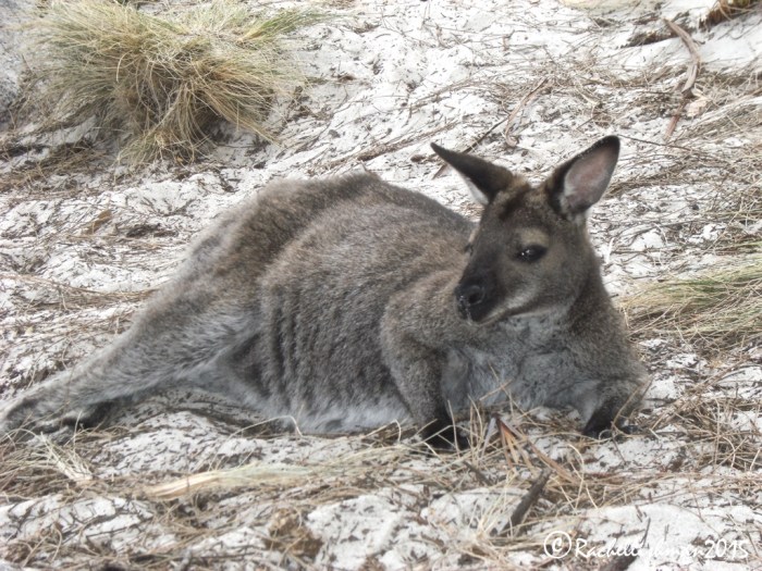 Everyone's relaxed on Freycinet...even the animals!