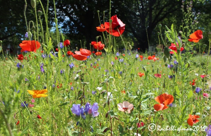 At London Fields, you would be forgiven for thinking you were nowhere near a large city!