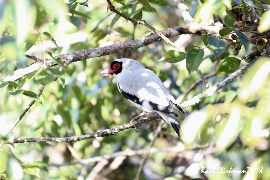 Masked Tityra - Tikal, Guatemala