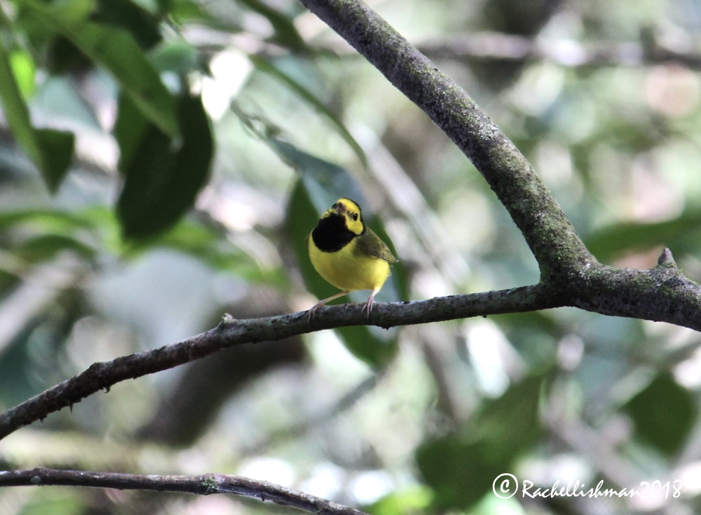 Hooded Warbler - Poptun, Guatemala