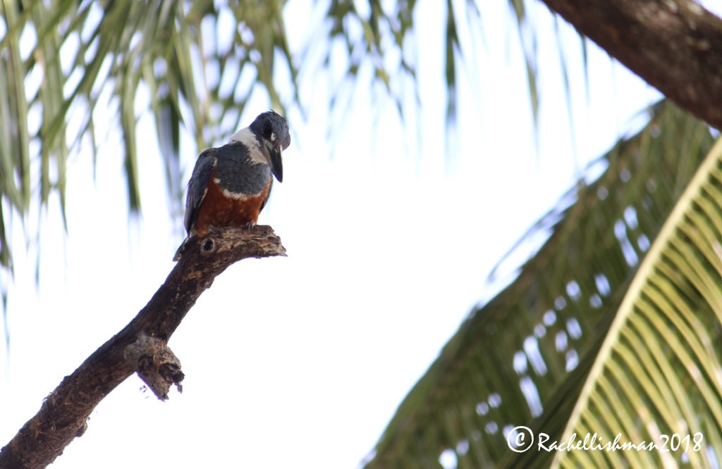 Belted Kingfisher - Granada, Nicaragua