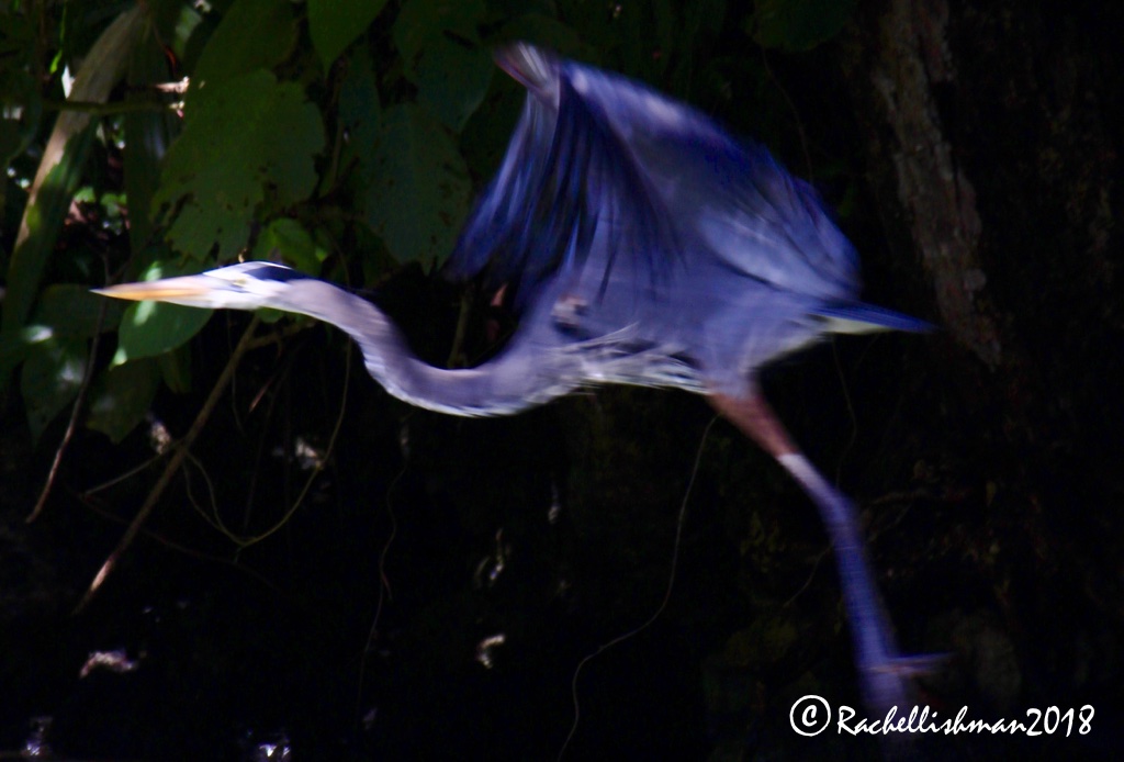 Great Blue Heron - Rio Dulce, Guatemala