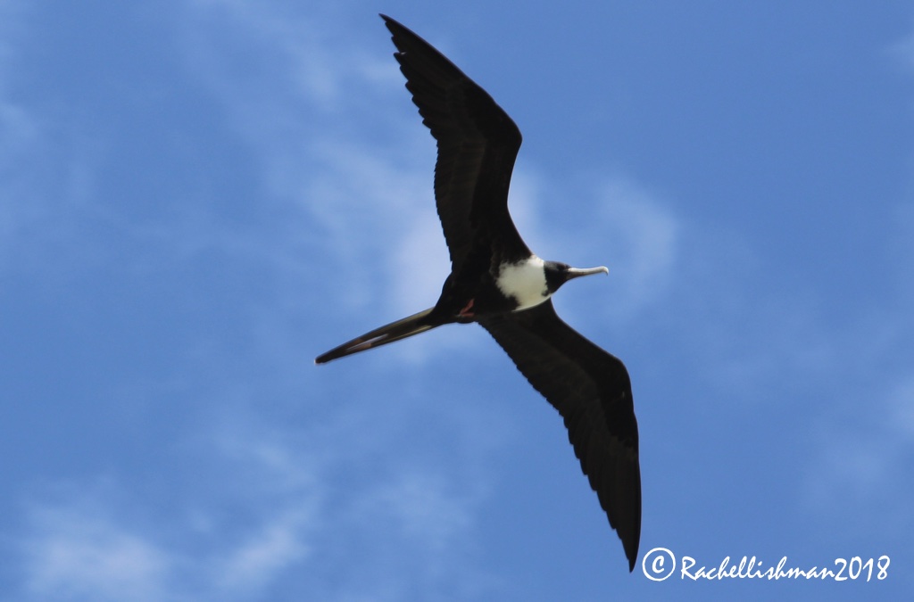 Great Frigate Bird - Panama City