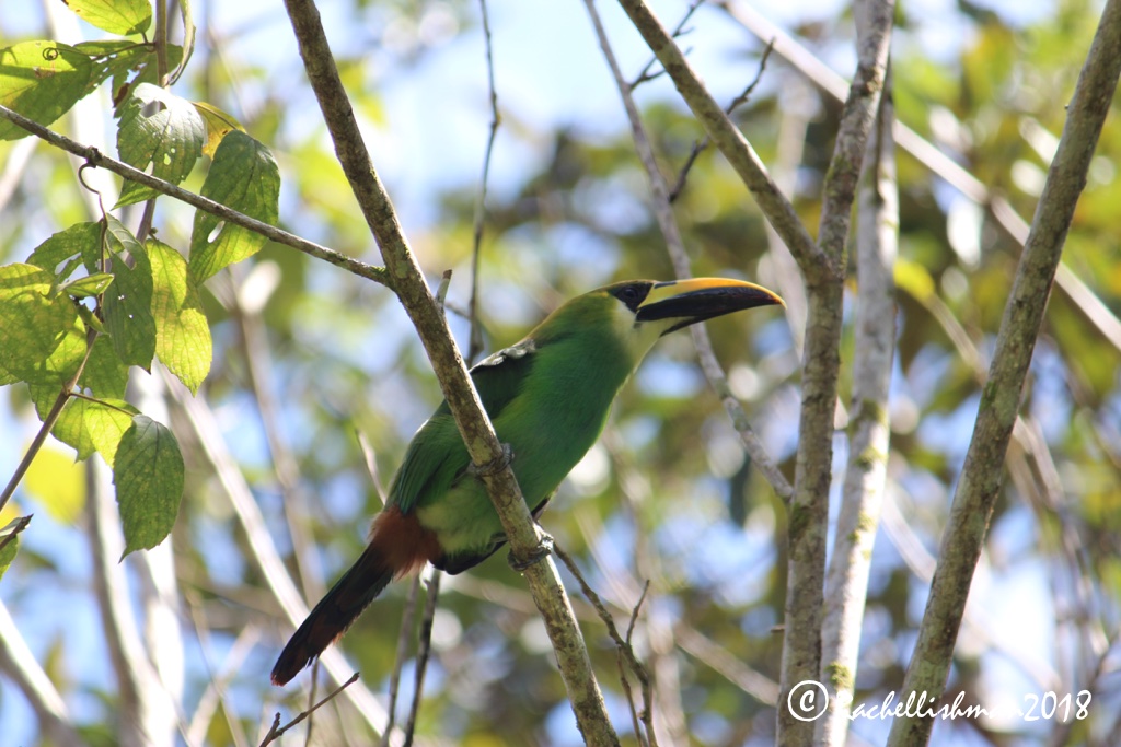 Emerald Toucanette - Poptun, Guatemala