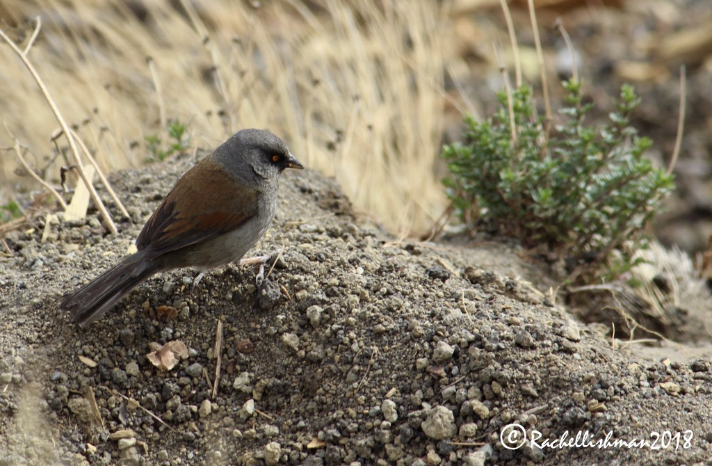 Yellow-eyed Junco - Acatenango, Guatemala