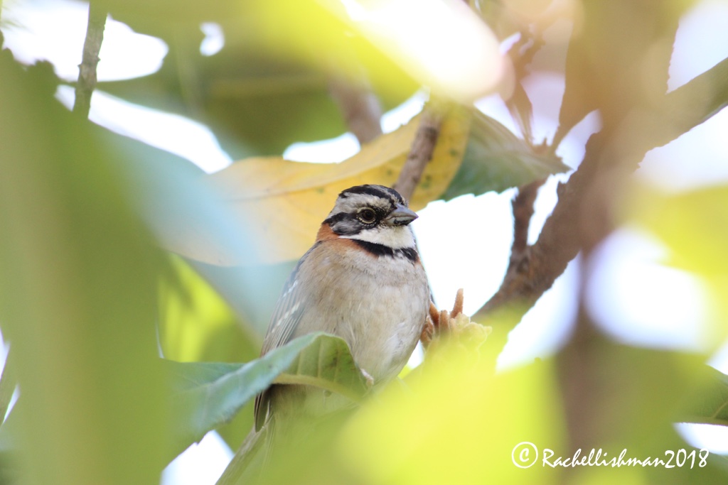 Rufous-collared Sparrow - Lake Atitlan, Guatemala