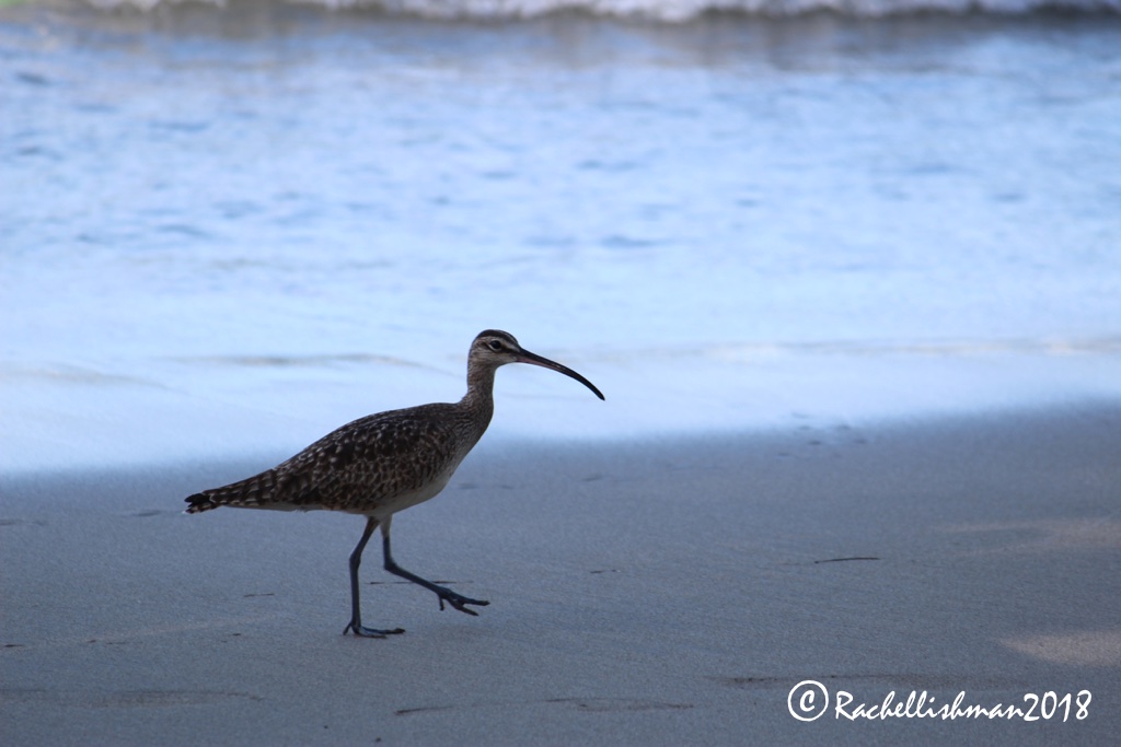 Long-billed Curlew - Costa Rica