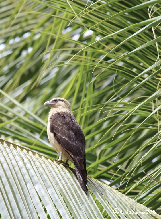 Cara Cara - Coiba, Panama