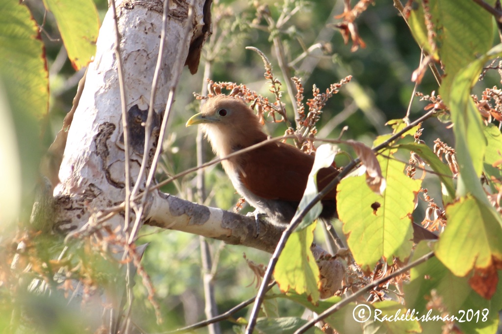 Squirrel Cuckoo - SJDS, Nicaragua
