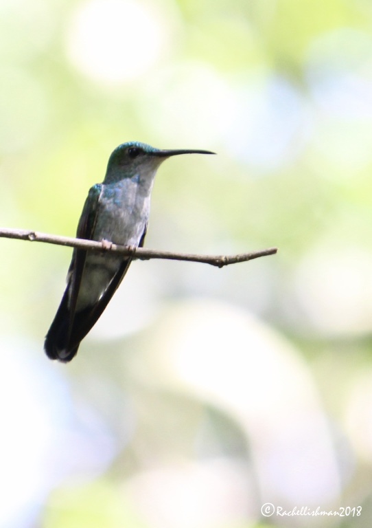 Sapphire-throated Hummingbird - Panama