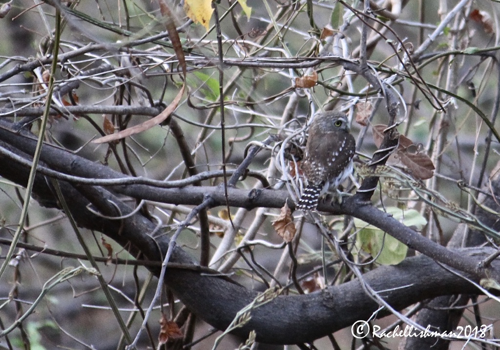 Pygmy Owl - SJDS, Nicaragua